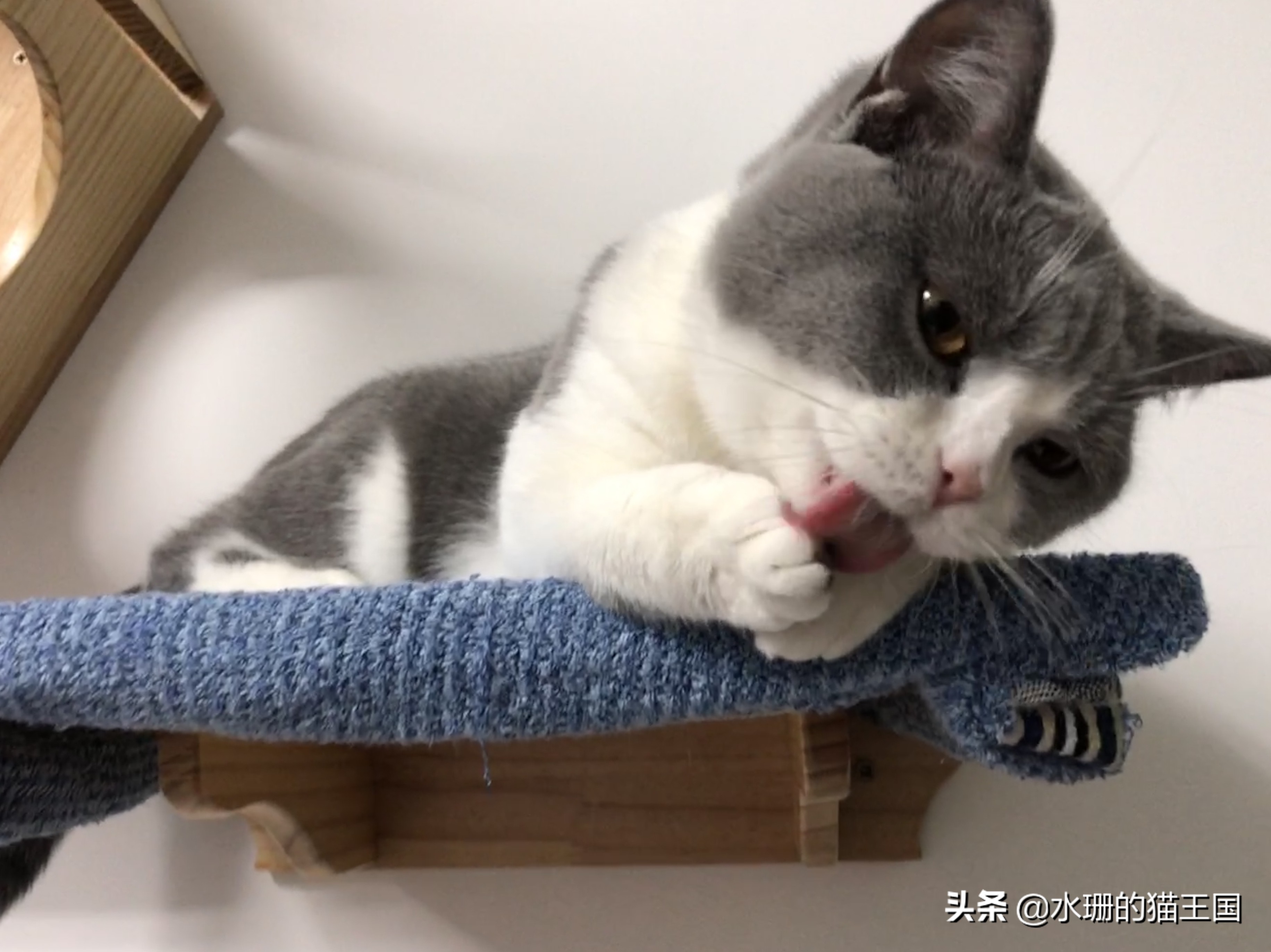 猫咪吃药口吐白沫,还难吃的哭了,到底怎么给猫喂药?正解在此