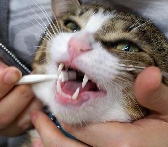 猫咪要刷牙视频,猫咪需要刷牙还是用磨牙棒