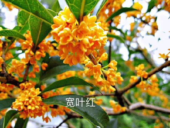 桂花嫁接其它品种桂花,桂花品种里有沉香桂花吗