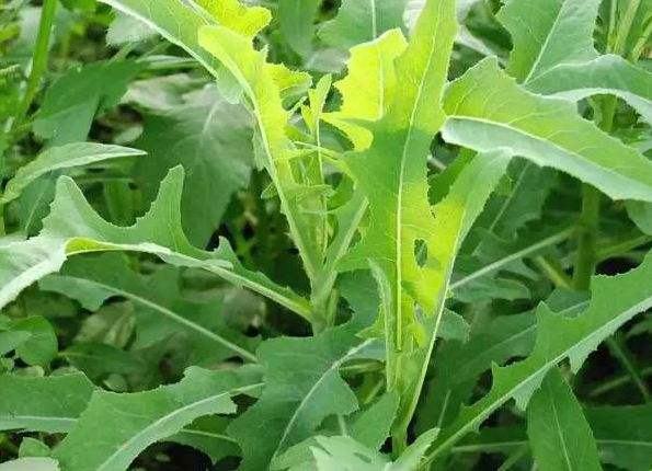 天底下顶好的调味品就是饥饿｜最忆那年那月的酸甜苦辣味