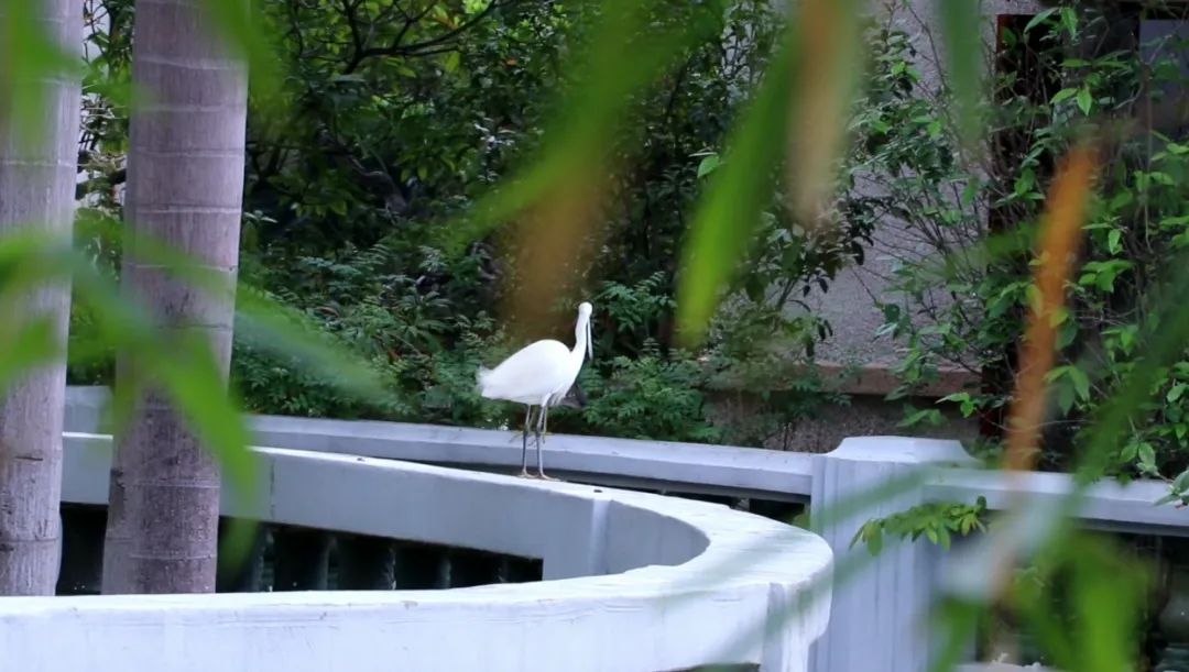 厦门藏匿着的美好,厦门是一座非常迷人的城市