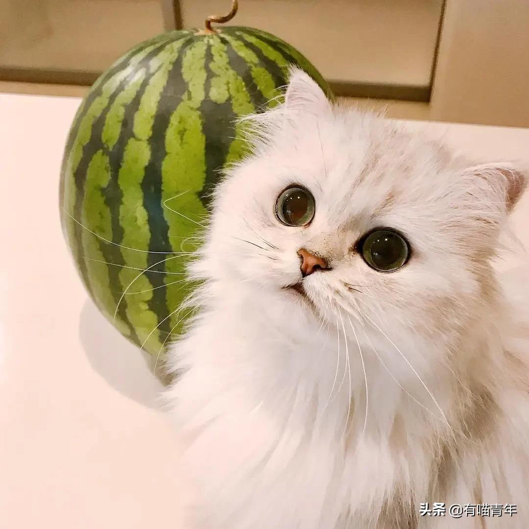 最可怕的5种猫,盘点很可怕的几种猫