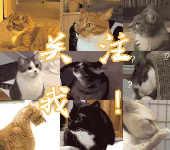 最常见狗狗品种大全及图片,中国常见的狗狗品种及图片大全