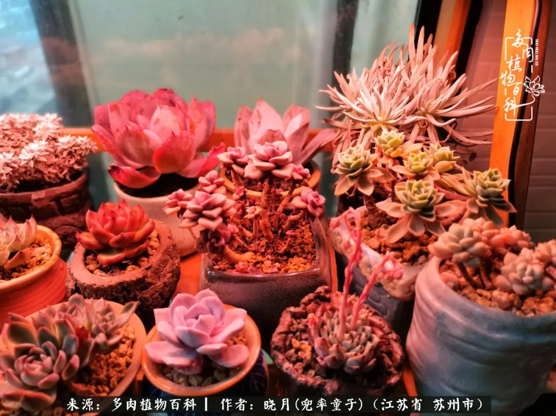 六年时间环游22个国家,却被多肉小萌物征服