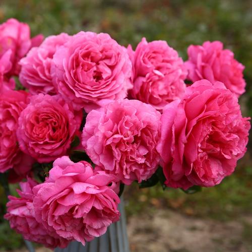 适合院子种的藤本月季品种,适合两广种植的浓香型藤本月季