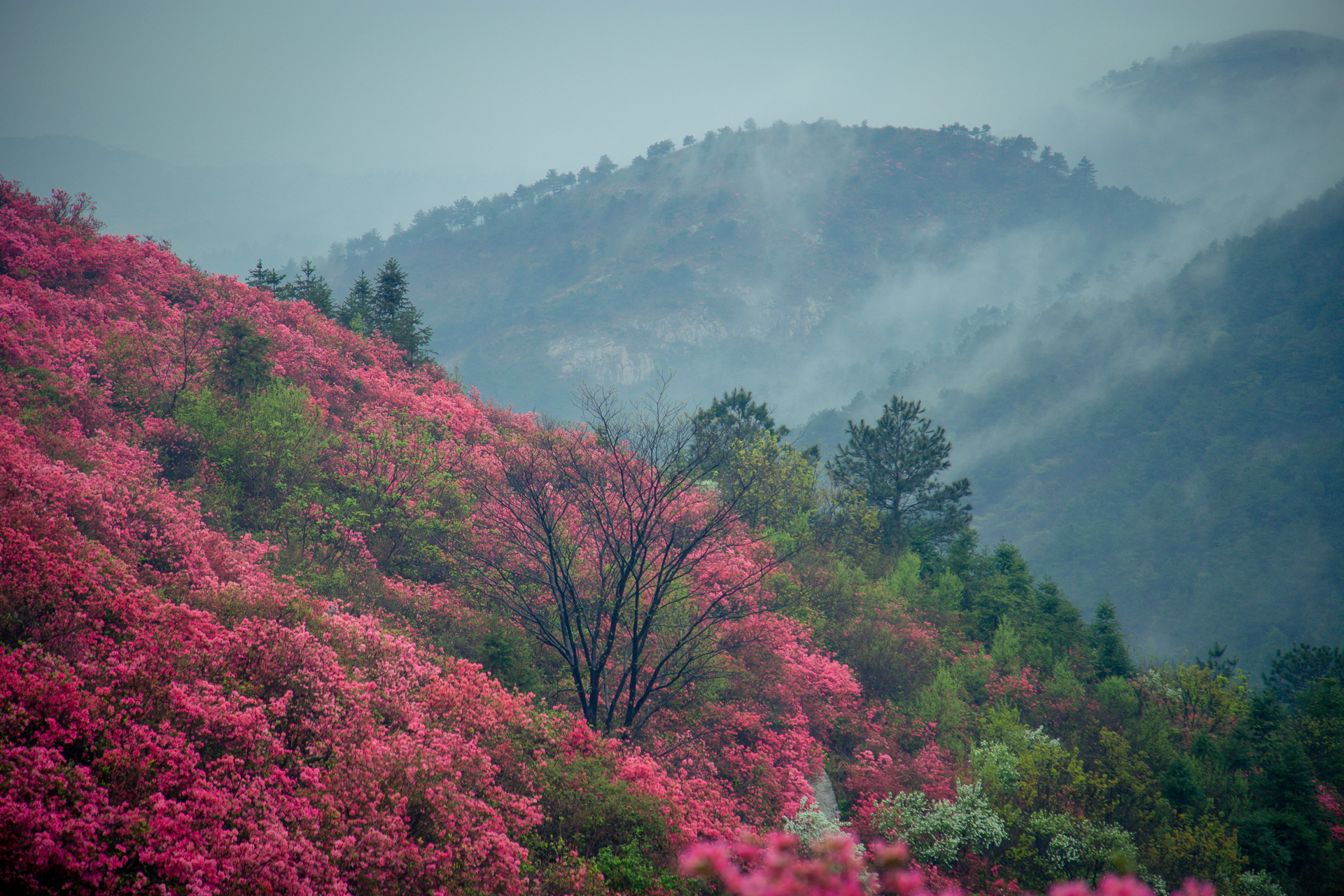 云雾山万亩红杜鹃,云雾山万亩映山红