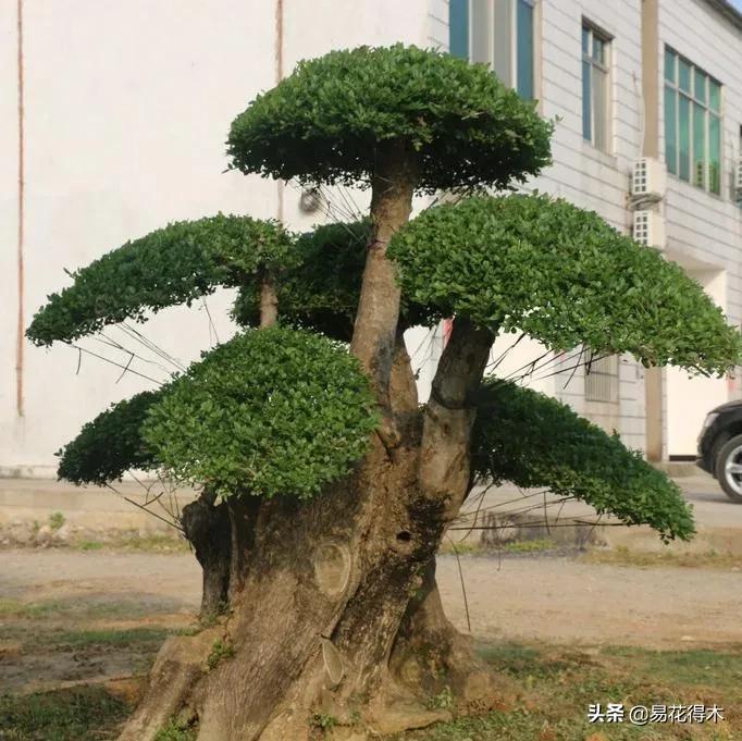 盆景制作与赏析观花,盆景对节白蜡怎么造型