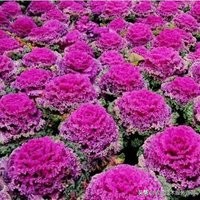 一年四季阳台可以种植的蔬菜,阳台蔬菜品种有哪些