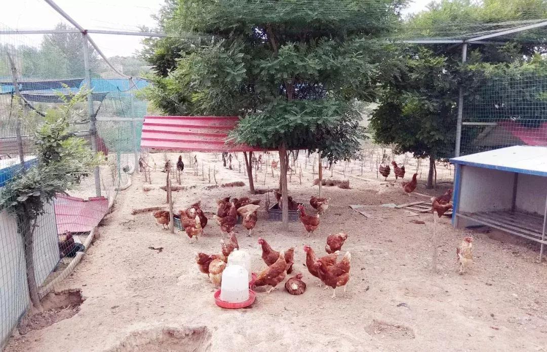 孕期如何吃出高颜值宝宝冷知识,怎么吃营养胎儿吸收