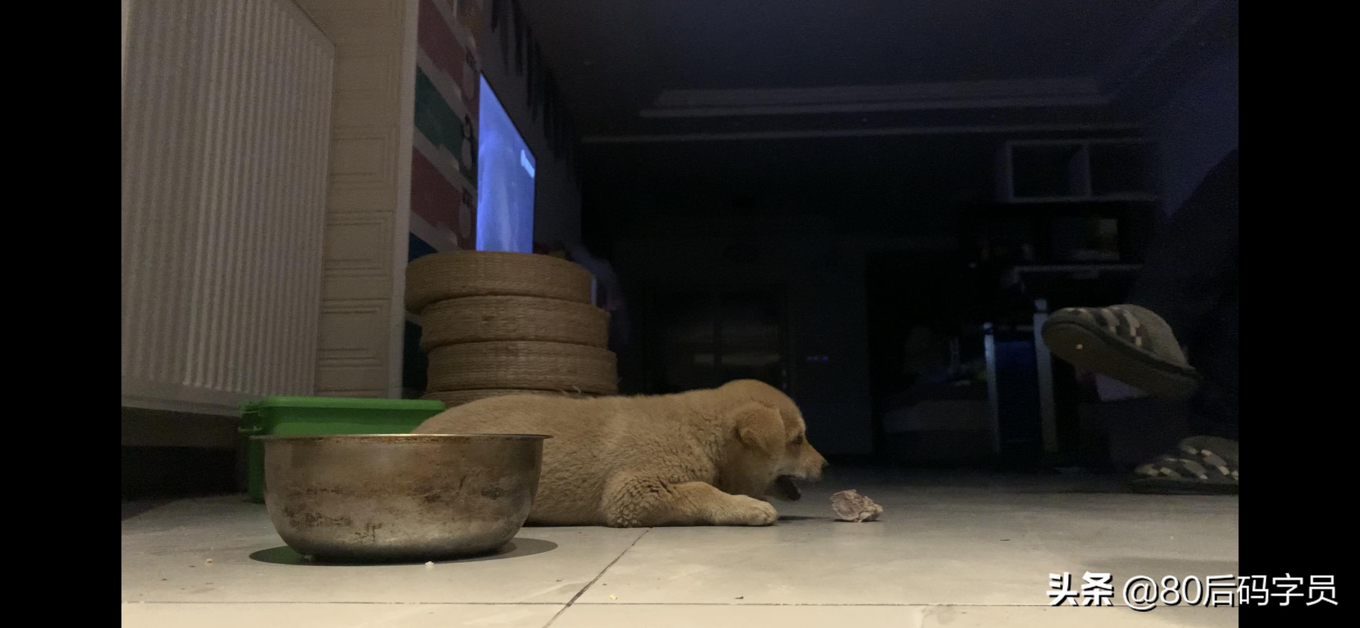 养条黑土狗什么感受呢,养条土狗是什么体验