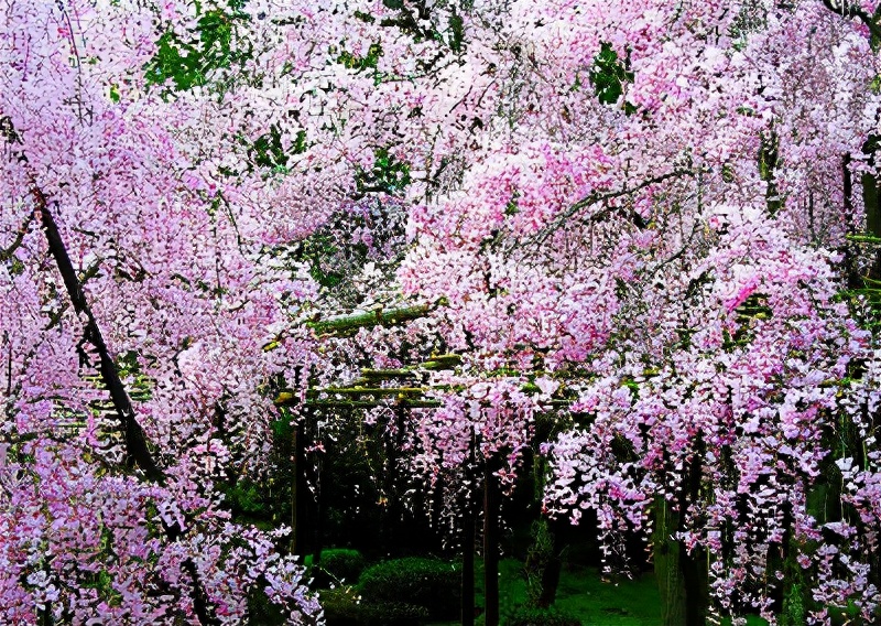 世界各国的国花和国树是什么,世界各国国花大开眼界美到爆