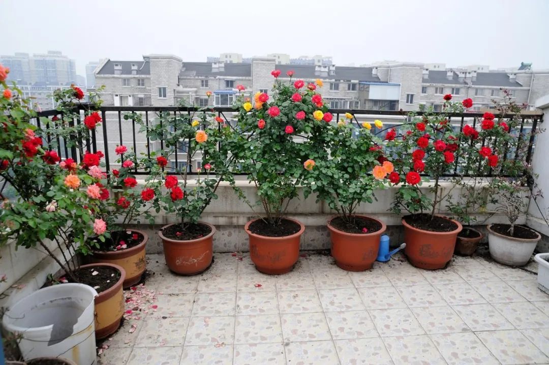 6月即到，阳台上的盆栽月季这样养必能爆花到让你欣喜