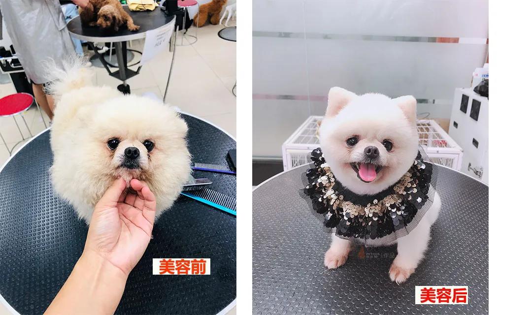 带你了解宠物医院,宠物医疗行业发展前景