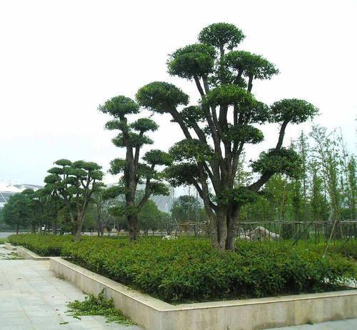 冬青盆景养殖方法,盆栽冬青怎么养活视频教程