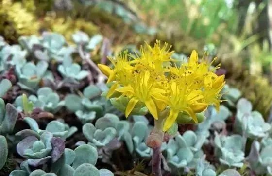 岩石花园景区,岩石园常用花卉