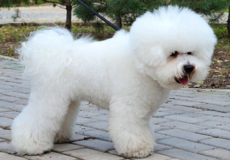 影响狗狗体型的主要因素是什么,影响狗狗美貌的常见皮肤病