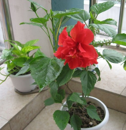 植物肥害叶片症状图片,植物肥害多久才能好转