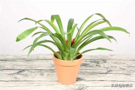 鸿运当头春天怎么养,小丽花冬天枯萎了怎么养