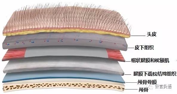 国宝熊猫也“斑秃”,看看针灸怎么治