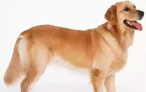 最忠诚又可爱的狗狗十大排名,狗狗忠诚十大排名