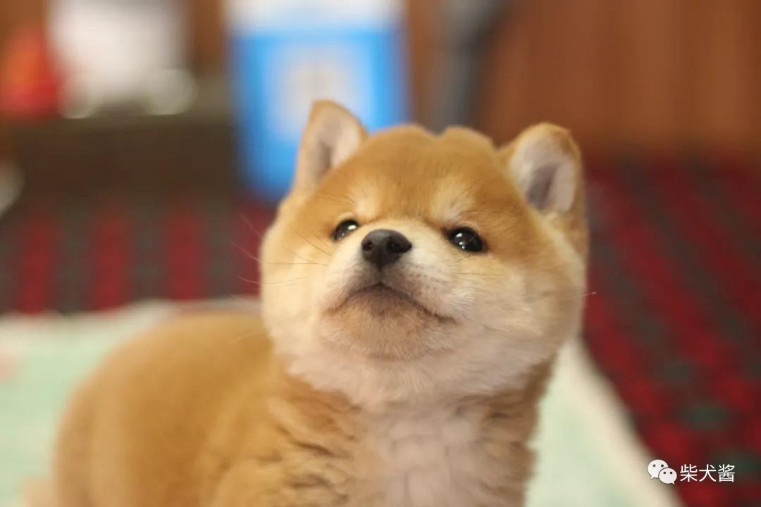 柴犬得皮肤病怎么办,柴犬得皮肤病了怎么办