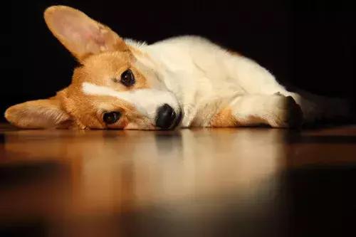 福懋动物诊所打疫苗,福懋宠物疫苗