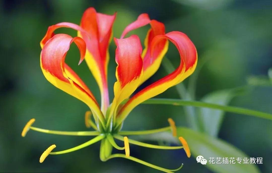 学花艺必备的花语,花艺师要知道的花与花语