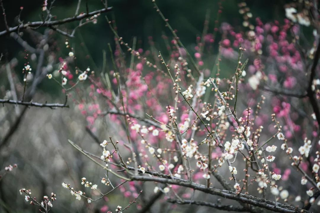 杭州孤山梅园图片,杭州赏梅园