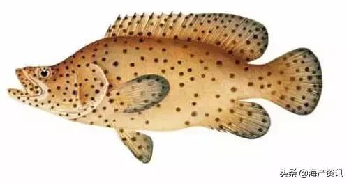 海洋科普世界上都有什么鱼,十种受欢迎的海鲜鱼类