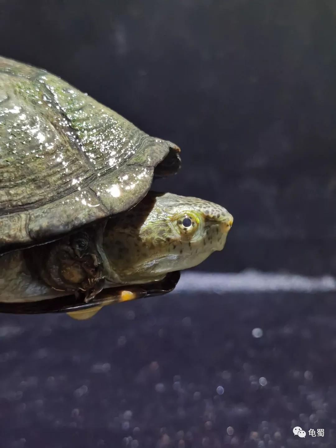 黄泽泥龟为什么冷门,泥龟冷门品种