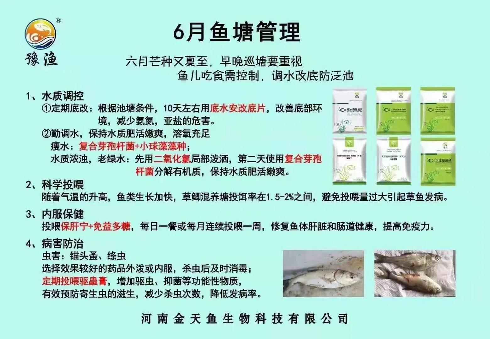 鱼内出血鳃出血怎么治,鱼病毒性出血病最佳治疗方法