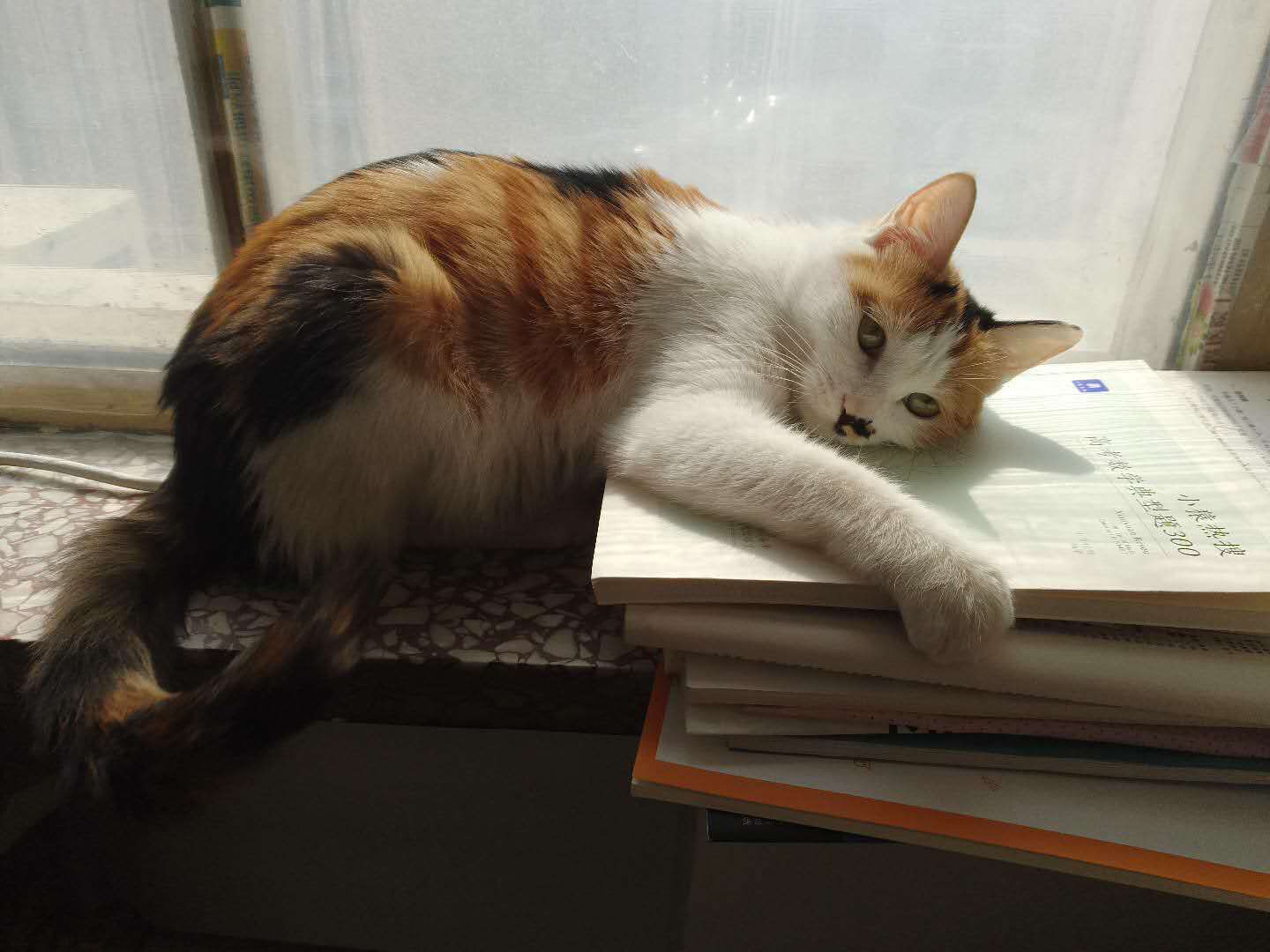 买入期权基础知识,小马白话说期权