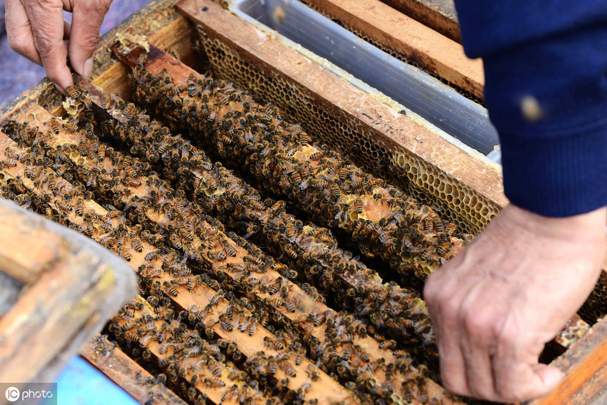 蜂群繁殖发展时期，查找蜂王较难，养蜂人发现蜂群失王的处理方法