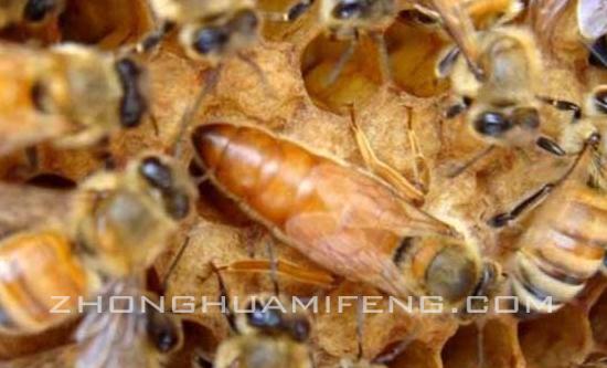 如何饲养双王群,双王群是怎么养的