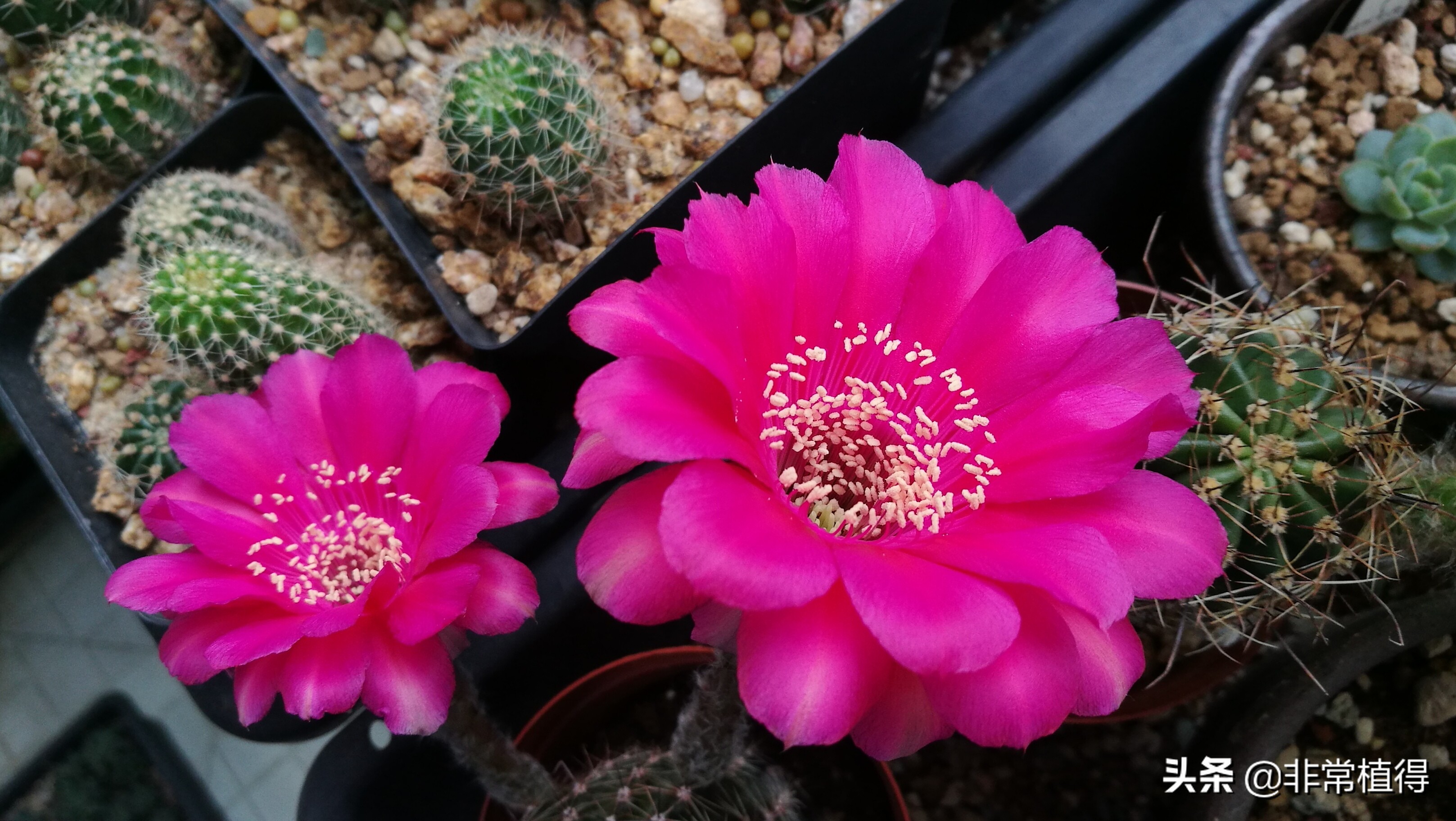 仙人球锈病用什么杀菌剂,仙人球铁锈病是什么病