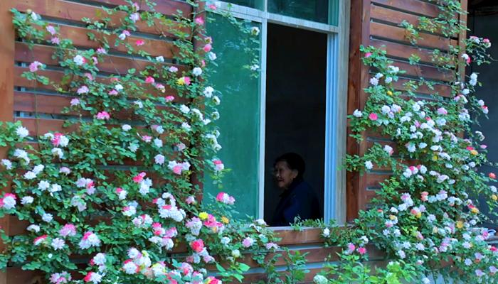 李子柒挖竹笋全过程视频,李子柒制作春笋视频