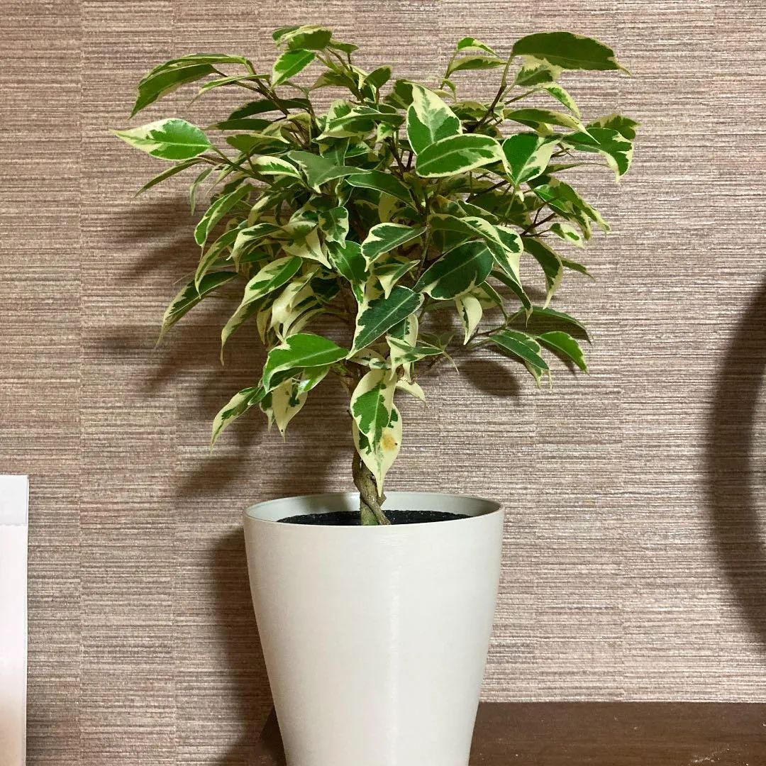 常见的榕属植物,美如画的树