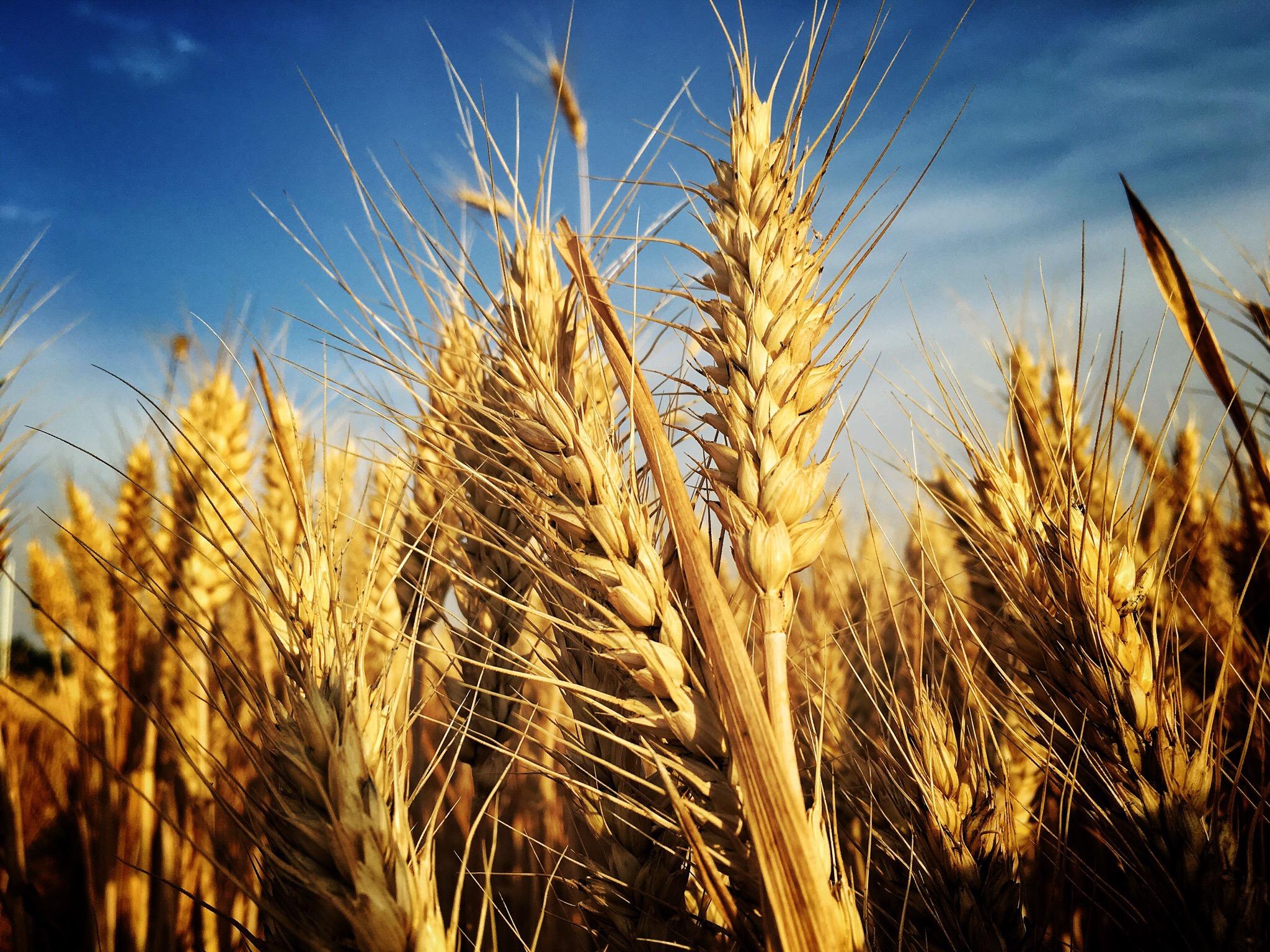 面粉俄罗斯进口小麦,俄罗斯冬小麦面粉原装进口10斤