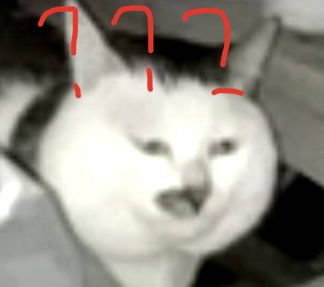 来一波猫照吧，寝室三个养猪专业户，外加一个成长中的潜力股