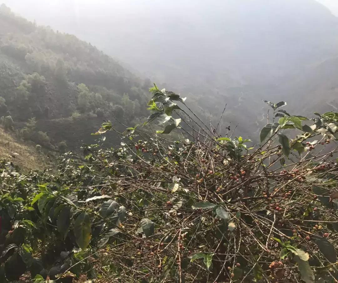 星巴克为什么要用云南咖啡豆,为什么星巴克用云南的咖啡豆