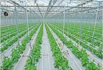 新型农庄发展趋势,特色农庄发展问题