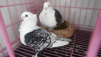 配对的鸽可以喂甲硝唑吗,甲硝唑对信鸽的作用