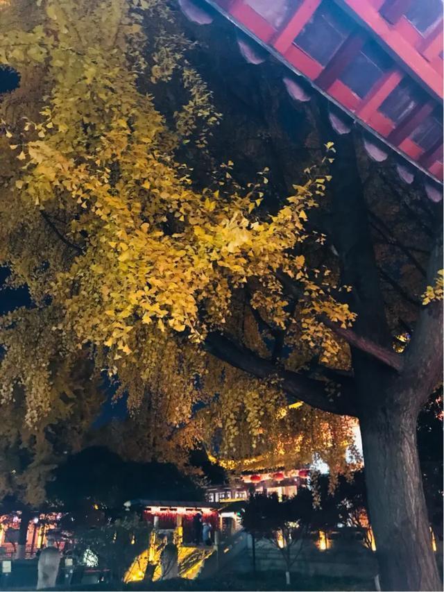 南京秋天旅行攻略,来南京体验秋天浪漫