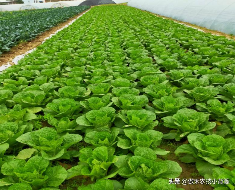 菜上的小青虫怎么治,菜青虫主要危害什么蔬菜