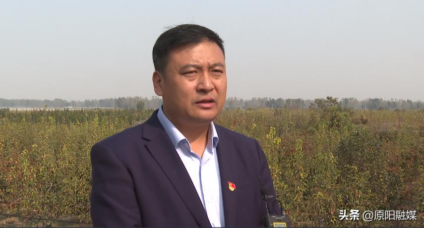 千亩晚秋黄梨图片,原阳县晚秋黄梨