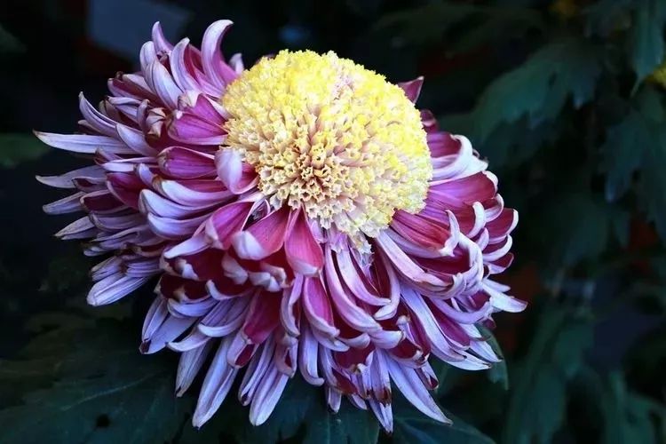 花中四君子菊花,花中四君子菊花的简介