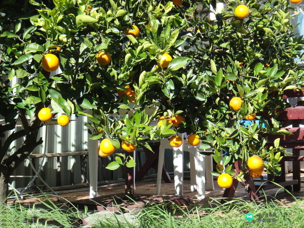 院子适合种的花和设计,庭院设计植物大全