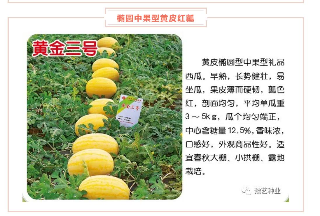 西瓜高产栽培管理技术之二,西瓜高产栽培技术及管理