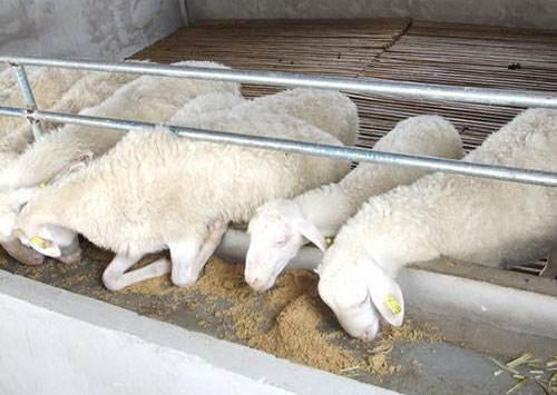 羊驱虫后拉稀是什么原因,羊拉稀喘气站不起来是什么原因