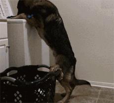 祝铲屎官麻麻节日快乐!毛孩子的行动超暖心了